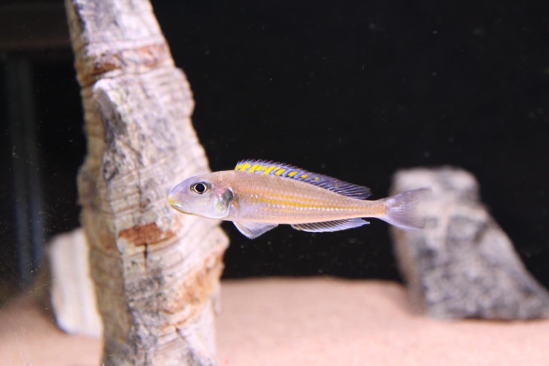 Xenotilapia sp. 'bathyphilus yellow' Isanga Bay